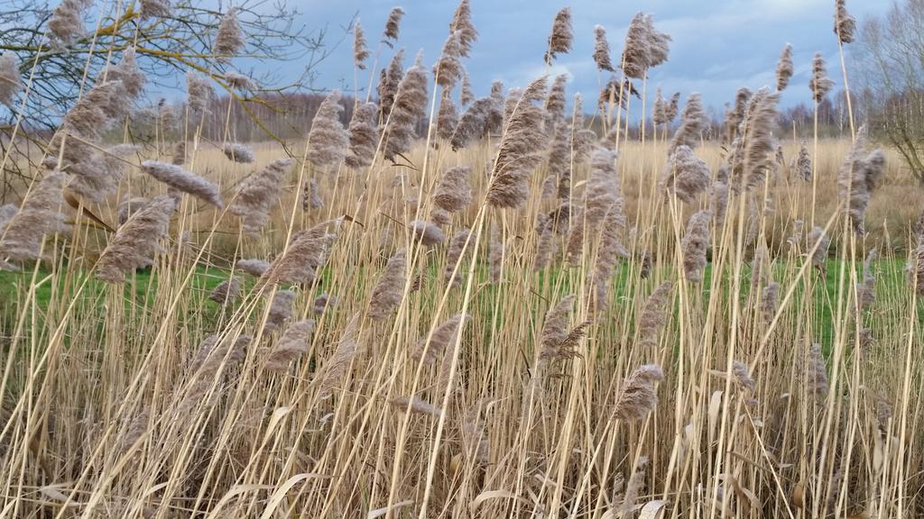 Aux Charmes De La Campagne Villa Hautrage Esterno foto