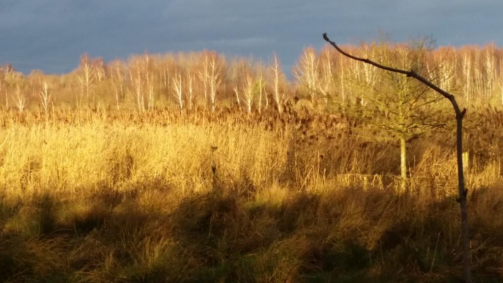 Aux Charmes De La Campagne Villa Hautrage Esterno foto